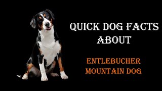 Quick Dog Facts About The Entlebucher Mountain Dog [upl. by Eelik]