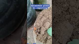 Kalanchoe plant reporting kaise kade gardening natural planttrending videoyt shortviral [upl. by Blanchette]