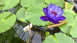 Nymphaea Betty Lou time lapse  water lily time lapse [upl. by Alisen]