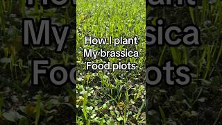 How to plant brassica food plots hunting outdoors whitetail foodplot brassica thehuntingjunkie [upl. by Mariquilla]