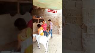 qurbani 2023 qurbani Karachi  Islamic videosonate Ebrahim meyoutubevideoyoutube youtubeshorts [upl. by Wilmar]