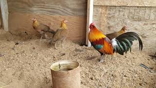 Red jungle fowl 2019 [upl. by Anauqal184]