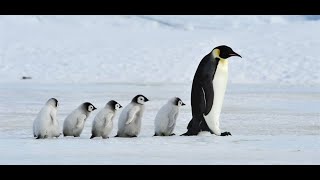 Antarctique à bord du Ponant présenté par un Guide Expédition Polaire  Voyages Rive Gauche [upl. by Notlrac]