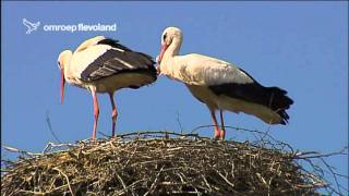 Ooievaars in Natuurpark Lelystad [upl. by Kilroy672]