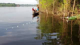 Pescaria de jaraqui no Lago Acajatuba [upl. by Wycoff]