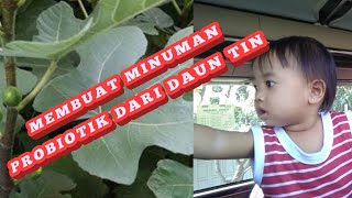 MEMBUAT MINUMAN PROBIOTIK DARI DAUN TIN [upl. by Aihtyc688]