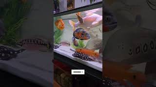 Oscar fish tank setup chiclids clownfish fishtank aquarium [upl. by Ansel]