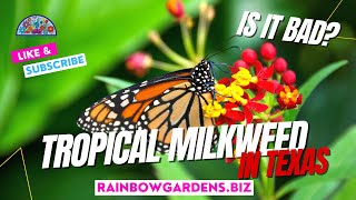 Tropical Milkweed in Texas [upl. by Cotter690]