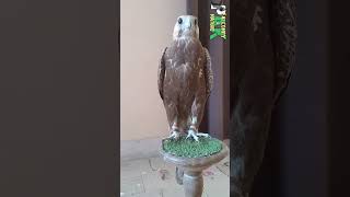 Laggar Falcon Juvenile falconery birds wildlife [upl. by Suhpoelc580]