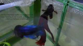 Betta fish breeding and fry raising [upl. by Gerek]