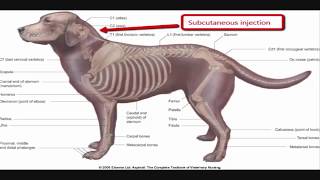 Intramuscular injection technique in dog [upl. by Atterrol]