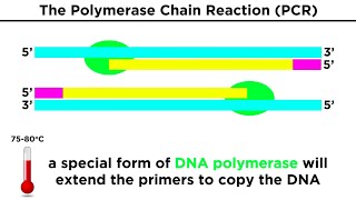 Biotechnology Genetic Modification Cloning Stem Cells and Beyond [upl. by Arerrac]