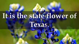 Facts about Texas Bluebonnet [upl. by Tsenrae301]