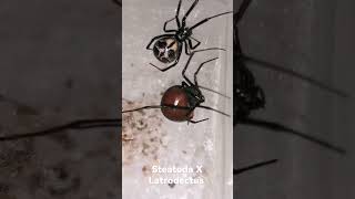 Latrodectus X Steatoda [upl. by Ahselak]