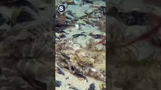 Extremely Rare Footage of Mating Blue Ringed Octopuses [upl. by Notlad]