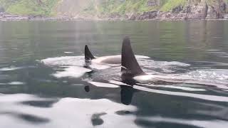 Killer whales in Norway Lofoten Islands [upl. by Morehouse]