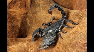 SCORPION WEAKNESS SIDE DISCOVERED  FACTUAL DOC [upl. by Norel938]