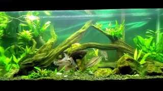 Feeding time in my quotAfricanquot tank Ctenopoma Syno Cat Congo Tetras [upl. by Morrissey]