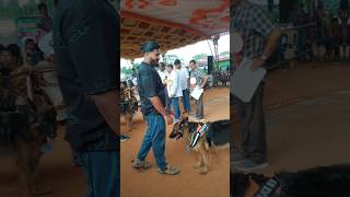 Dog show in Krishnagiri 29092024 at Mango Exhibition dogfest dog indfo krishnagiri [upl. by Lleumas]