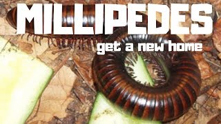 GIANT MILLIPEDES GET A NEW HOUSE Bioactive Cummunal millipede setip [upl. by Wagoner]