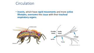 Types of Circulatory Systems [upl. by Bruis]