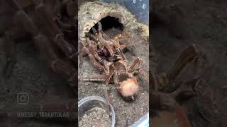 Theraphosa stirmi World’s Largest Spider [upl. by Arihaz]