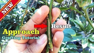 Approach Grafting Tutorial by Grafting Examples [upl. by Abigael]