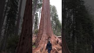 Kings Canyon National Park  General Grant Tree [upl. by Webber62]