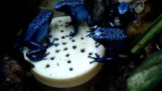 Dendrobates azureus alimentação em cativeiro [upl. by Narej844]