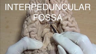 INTERPEDUNCULAR FOSSA [upl. by Ynnel]