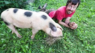 WHY WE BOUGHT THESE PIGS All About GLOUCESTERSHIRE OLD SPOT HOGS with Raising Roots Farm [upl. by Augy]