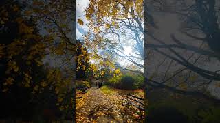 Sheffield Botanical Gardens autumn fall yellow [upl. by Eittol290]