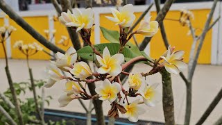 Plumeria Flower PlantPlumeria PlantPlumeria FlowersNice Flowers [upl. by Wernda84]