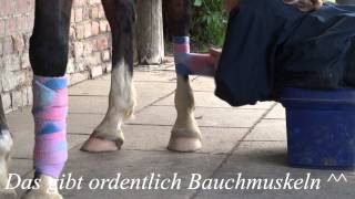 Pony Bandagieren mit Behinderung [upl. by Willett]