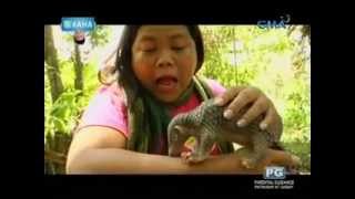 Ang endangered animal na pangolin o balintong kinilala ni Maey B [upl. by Oderfliw]