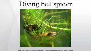 Diving bell spider [upl. by Gregorius457]