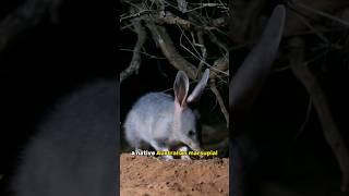 Bilby  The Adorable Australian Marsupial [upl. by Knobloch]