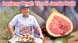 Buah Tin Sesuai Ditanam Di Malaysia Sepanjang Tahun  Fig Farm Janda Baik [upl. by Gaye]