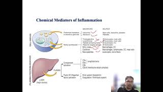 Inflammatory Mediators Vasoactive amines [upl. by Selrahcnhoj]