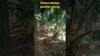 kebun kelapa pandan wangi [upl. by Nnairrehs]