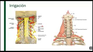 Anatomía quirúrgica de la columna cervical subaxial [upl. by Acireed784]