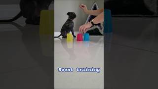 Puppy staffy scent trainingMillieBlueEnglishStaff [upl. by Asilegna]