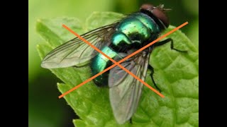 Empêcher invasion grosses mouches vertes par temps de chaleur canicule de rentrer dans la maison [upl. by Concettina]