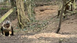 Common Buzzard Attack 50fps [upl. by Eatnhoj248]