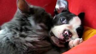 YouTube  Boston Terrier Vs Kittenflv [upl. by Omocaig570]