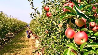 Apple Orchards in KulluManali Apple Plucking Grading in Himachal Pradesh [upl. by Okomom]