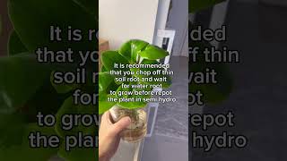 Types of root 🤓 plants houseplant roots garden semihydro [upl. by Deth831]