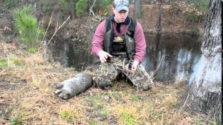 Raccoon Trapping Dog Proof Trap [upl. by Aryc]