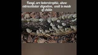 fungi heterotrophs extracellular digestion decomposersshorts youtubeshorts biology facts [upl. by Mariken]