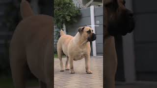 Malachi Nala 788 at 2yrs southafricanboerboel [upl. by Marian]